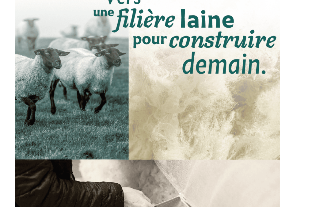 Une filière Laine pour construire demain